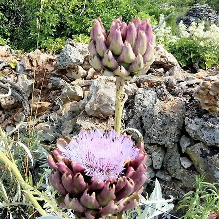 Grand Vista Apartman Tkon